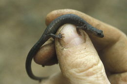 Image of Wehrle's Salamander