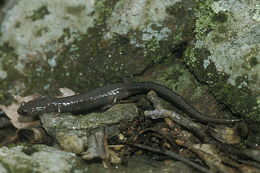 Plancia ëd Plethodon wehrlei Fowler & Dunn 1917