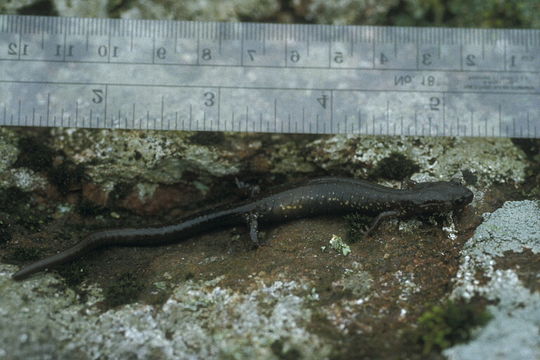 Sivun Plethodon wehrlei Fowler & Dunn 1917 kuva