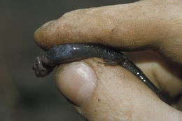 Image of Wehrle's Salamander