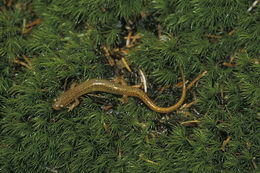 Image of Blue Ridge Two-Lined Salamander