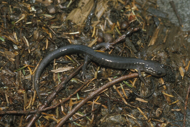 Image de Plethodon montanus Highton & Peabody 2000