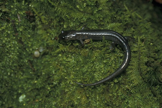 Image of Northern Gray-cheeked Salamander