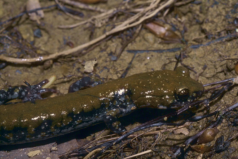 Image de Plethodon petraeus Wynn, Highton & Jacobs 1988