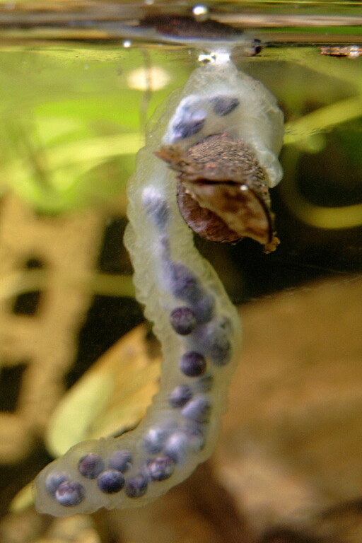 Image of Clouded Salamander