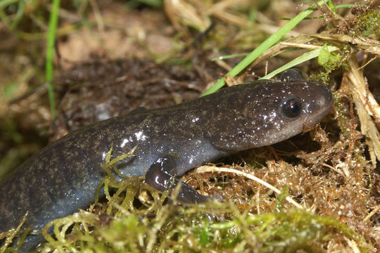 Image of Tohoku Salamander