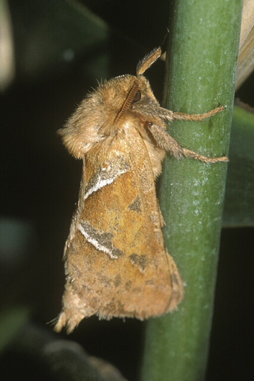 Image of orange moth