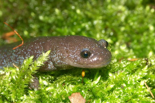 Image of Chinese Salamander