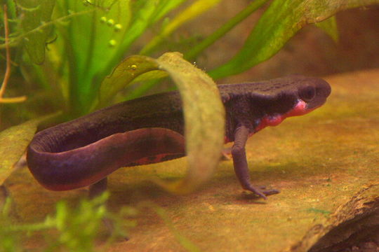 Image of Japanese Fire-bellied Newt