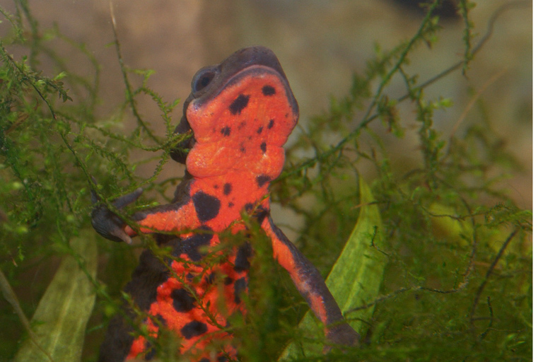 Image of Japanese Fire-bellied Newt