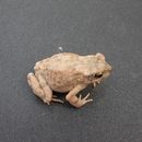 Image of Dodson's Toad