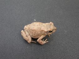 Image of Dodson's Toad