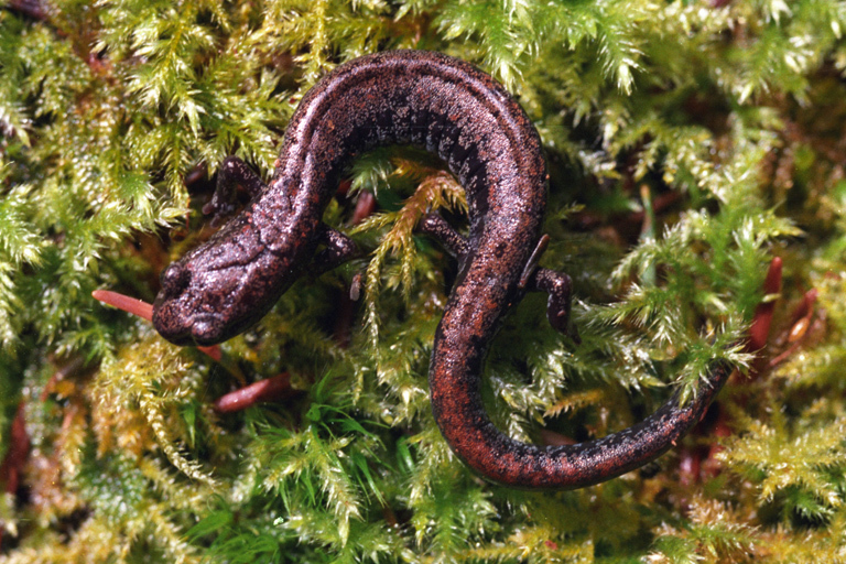 Image of Oregon Slender Salamander