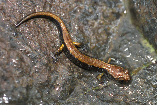 Sivun Plethodon dunni Bishop 1934 kuva