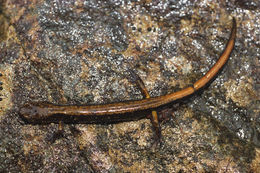 Image of Dunn's Salamander