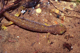 Image of Southern Torrent Salamander