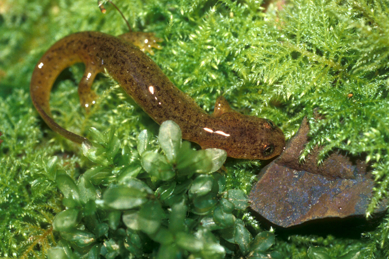 Слика од Rhyacotriton variegatus Stebbins & Lowe 1951