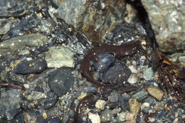 Image of Southern Torrent Salamander