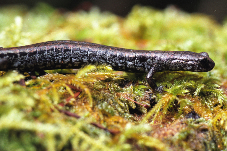 Image of Oregon Slender Salamander