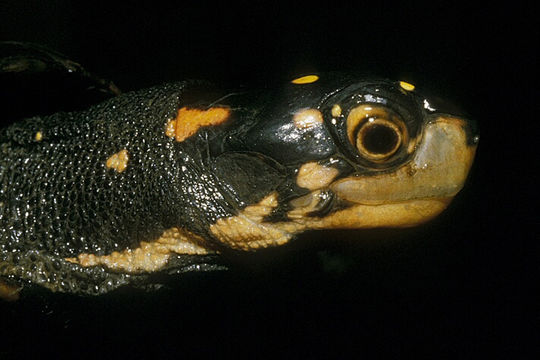 Image of Spotted Turtle