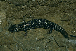 Image of Northern Slimy Salamander