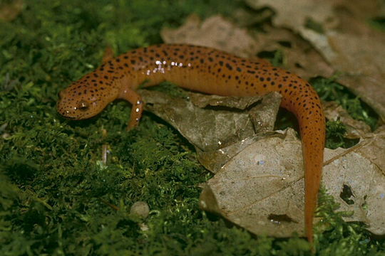 Image of Red Salamander