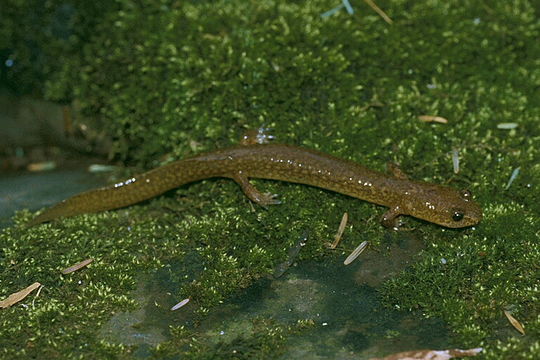 Image of Spring Salamander