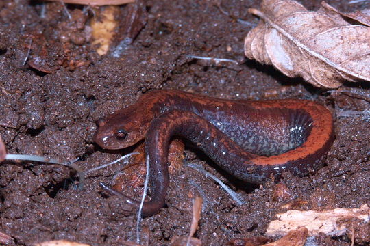 Image of Eastern Red-backed Salamander