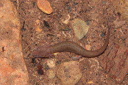 Image of Red Salamander