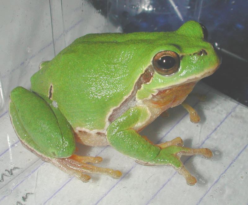 Image of Common tree frog