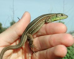 Image of Balkan Green Lizard