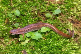 Image of Four-toed Salamander