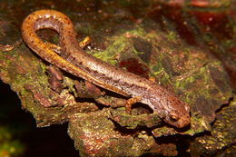 Image of Four-toed Salamander