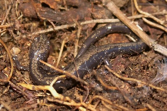 Image of Peaks Of Otter Salamander