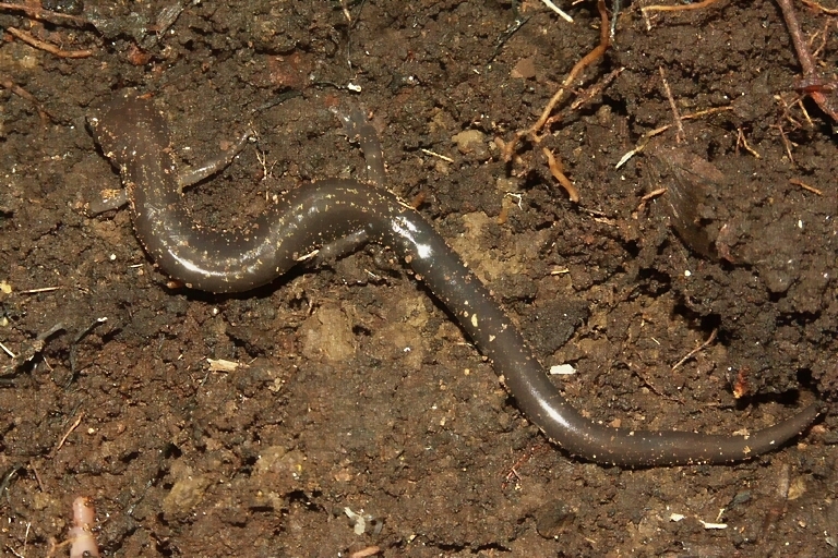Image of Peaks Of Otter Salamander
