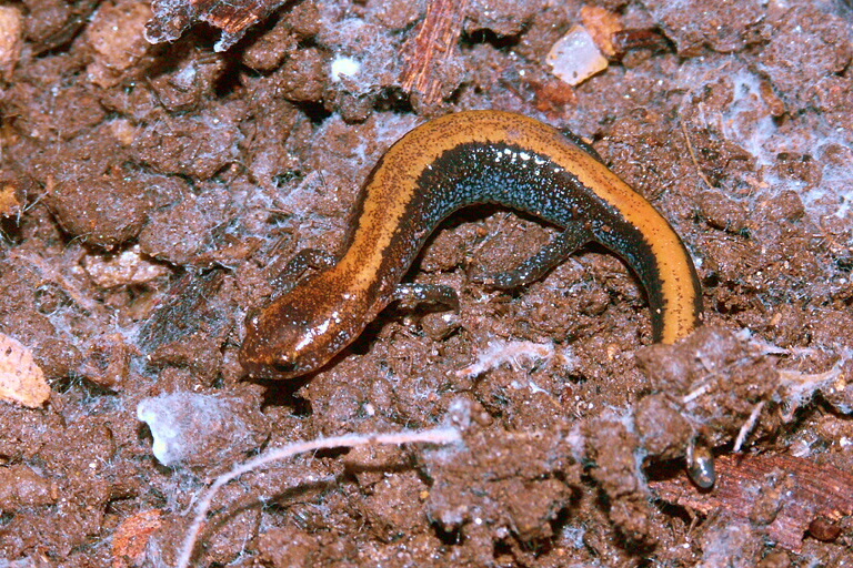 Sivun Plethodon cinereus (Green 1818) kuva