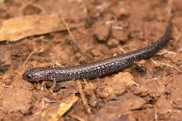 Sivun Plethodon cinereus (Green 1818) kuva