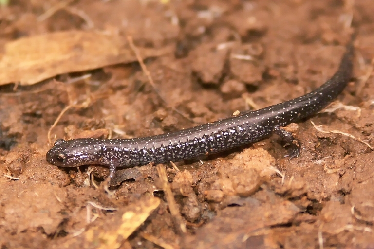 Sivun Plethodon cinereus (Green 1818) kuva