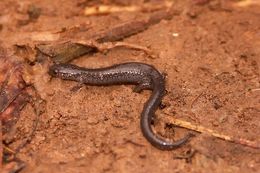 Sivun Plethodon cinereus (Green 1818) kuva