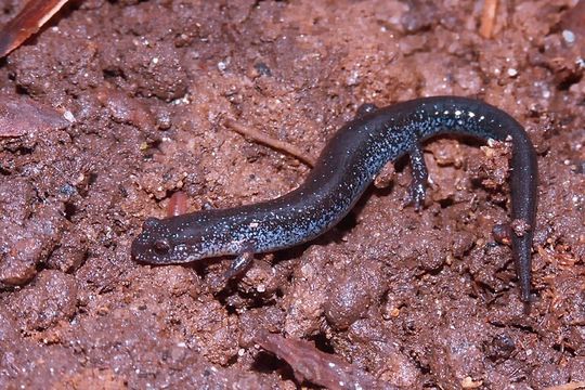 Image of Eastern Red-backed Salamander