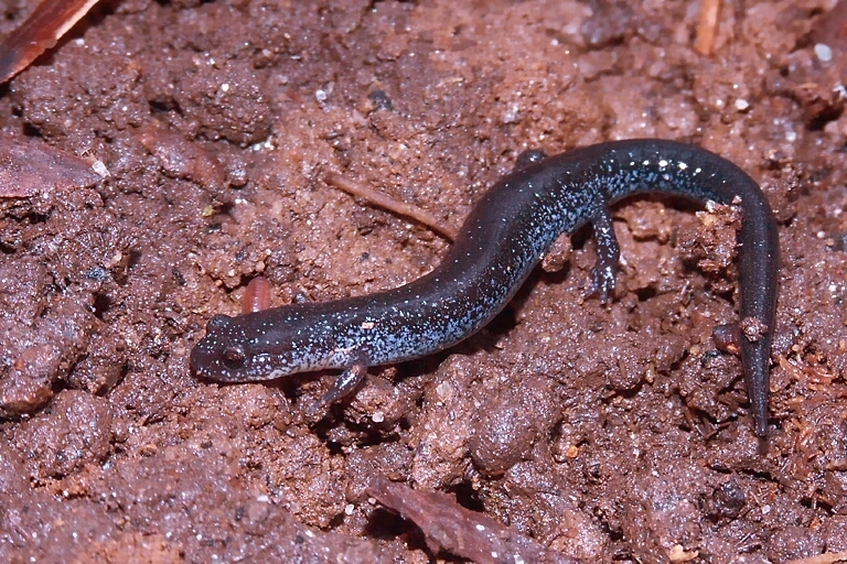 Sivun Plethodon cinereus (Green 1818) kuva