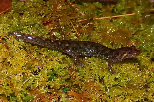 Image of Seal Salamander