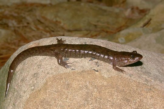 Image of Seal Salamander