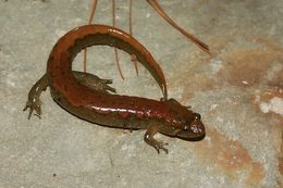 Image of Dusky Salamander