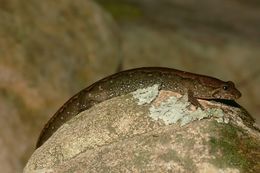 Image of Dusky Salamander