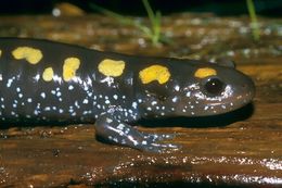 Image of Spotted Salamander