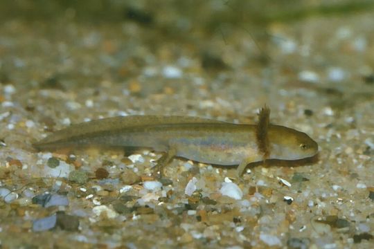 Слика од Ambystoma maculatum (Shaw 1802)