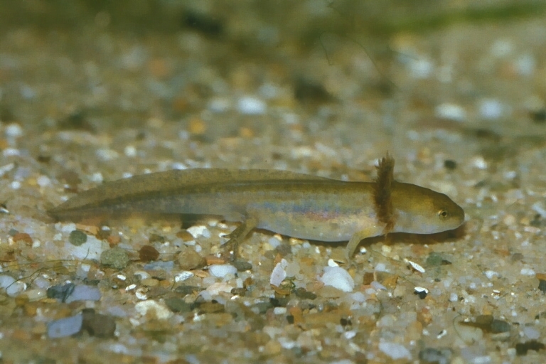 Image of Spotted Salamander