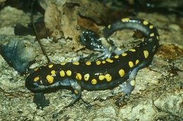 Image of Spotted Salamander