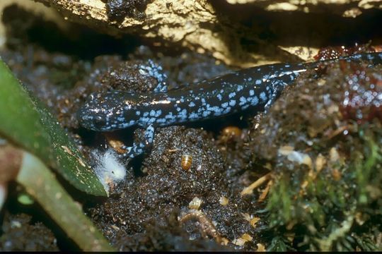 صورة Ambystoma laterale Hallowell 1856